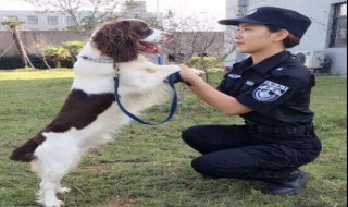 警花与警犬中都有什么犬 警花与警犬中的犬类讲解