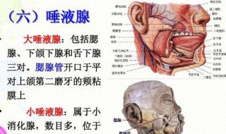 唾液腺受什么神经支配 唾液腺和神经的关系