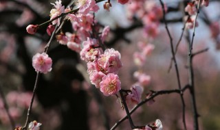 新鲜腊梅花怎么制成茶 腊梅花怎么制成茶