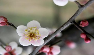 白梅花的功效与作用 白梅花泡水喝的功效