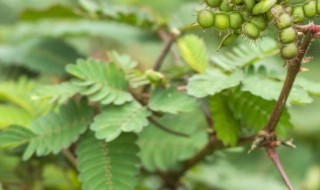 植物含羞草的花语是什么 这个花语很符合了