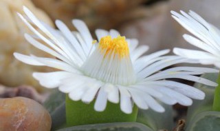 适合花坛四季种植花卉 你知道吗？