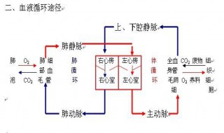 肺循环起始于什么 带你简单了解肺循环