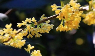 九月的花神是谁 九月的花神是洪适