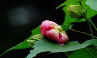 十月的花神是谁 十月的花神是范成大