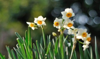 水仙花的含义是什么 水仙花的含义简述