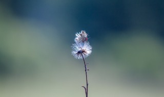 那四种人不能喝蒲公英 这几类人要注意了