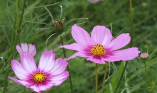 格桑花的花语是什么 格桑花的花语