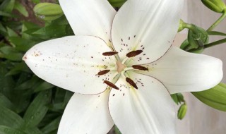 百合花一般送几朵 大家可以看看