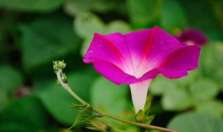 牵牛花的花语和寓意 牵牛花寓意是什么