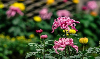 菊花的含义是什么 菊花的含义简述