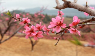 为什么叫桃花运？ 桃花运由来简述