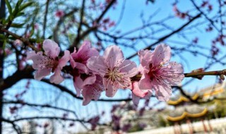 桃花盛开日期 桃花在什么时间开的旺盛