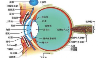 视器由什么和什么组成 视器是什么