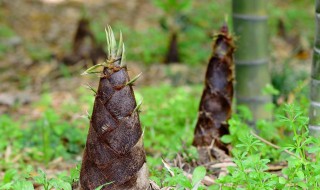 竹笋种植前景如何 竹笋种植效益分析