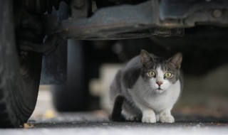 如何让流浪猫接受自己 怎么和流浪猫接近