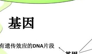 等位基因控制合成的蛋白质可能相同吗? 生物的性状