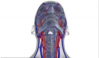 颈动脉的部位在哪里 给大家介绍一下