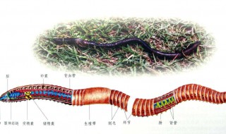 在哪里可以找到蚯蚓 蚯蚓的生活环境