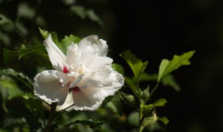 木槿花有多少种 木槿花养殖方法