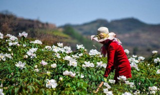 牡丹花怎么栽培 养殖方法介绍