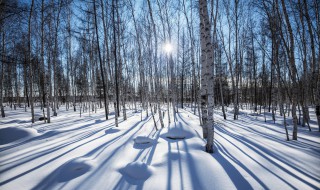 白桦诗歌中作者反复写了冰雪其用意是什么? 白桦运用了什么的手法