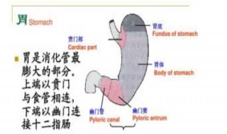 消化道最膨大的部分是 消化道的分析