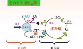 选择性光合作用的意义 有什么意义