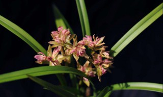 富山奇蝶几月开花 花好看吗