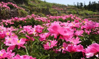 丫山牡丹花什么时候开 一起来了解