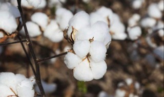 棉花生长周期 棉花简单介绍