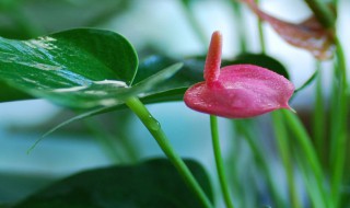 花烛怎么养 花烛养法简述