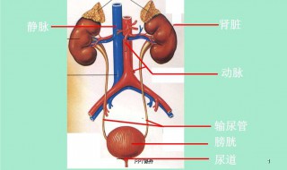 怎样判断输尿管结石已经排出体外 你知道吗