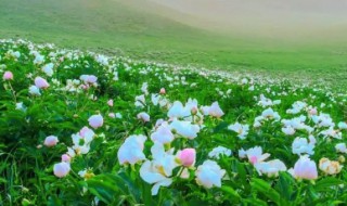 芍药花适合在南方生长吗 芍药适合在什么情况下生长