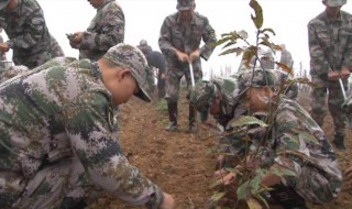 三人搬运正确的做法是? 在基础护理学上三人如何搬运病人