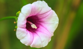 地瓜开花吗 它的花是什么颜色的?