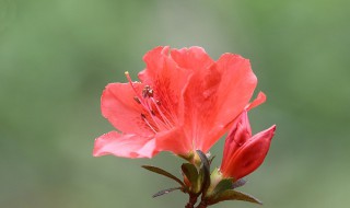 杜鹃花的功效与作用 杜鹃花有什么好处