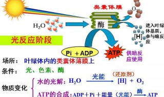 ATP的化学本质是 这个很多人都不知道