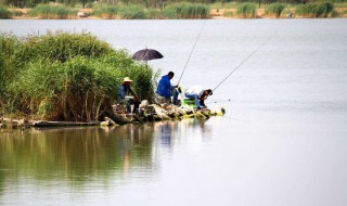 浅水怎么钓鱼 浅水钓鱼的注意事项