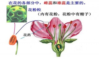 被子植物花的结构中最主要的部分是 被子植物花的结构有哪些