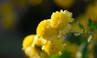 菊花开花的时间是什么季节 一起来看看