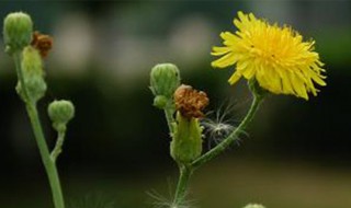 蒲公英开花后还能活吗 开花了可以吃吗