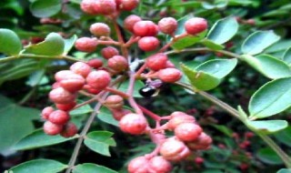 花椒属于开花植物吗 花椒属于开花植物