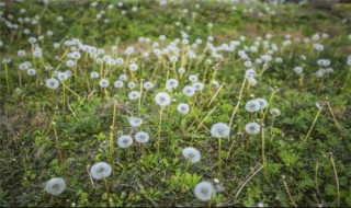 蒲公英开花了还可以移栽吗 怎样移栽更好