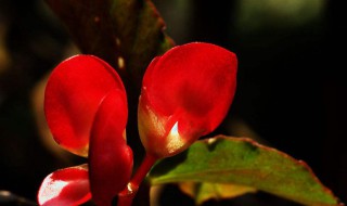 竹节海棠开花季节怎样浇水 竹节海棠开花季节浇水方法