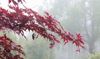 红枫还会开花吗 多久开花