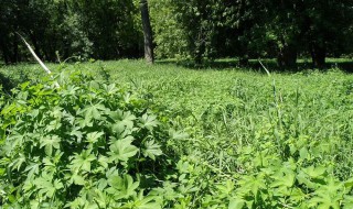 北方院子里适合种植什么驱蚊虫 它有什么特点