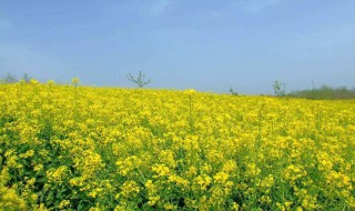 油菜花是在什么季节开花 影响油菜花因素