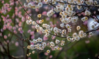 梅花一般是哪个季节开 梅花花后修剪