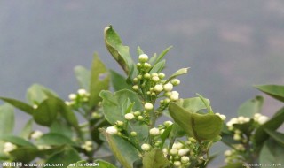 柑橘花泡水喝有什么功效 食用方法